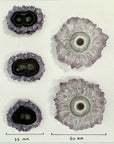Stunning Amethyst Stalactite Slices for Jewelers - Wholesale Bulk Pack - STS0034