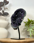 Natural Top Quality Amethyst Geode with Blue Abate Shell - MWS3073
