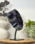 Natural Top Quality Amethyst Geode with Blue Abate Shell - MWS3073