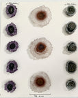 Unique Quartz, Amethyst, Agte & Green Jasper Stalactite Slices Set - Natural Crystal for Handmade Jewelry - STS0054