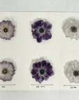 Genuine Amethyst & Quartz Stalactite Slices Flat - Perfect for Crafting Unique Jewelry - STS0040