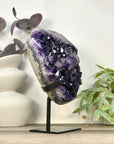 Top Grade Uruguayan Amethyst with Deep Purple Large Crystals on Stand - MWS3281