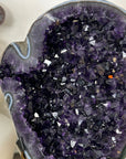Natural Top Quality Amethyst Geode with Blue Abate Shell - MWS3073