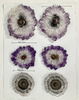 Wholesale Natural Amethyst Stalactite Slices for Jewelry Making - Bulk Flat Set - STS0066